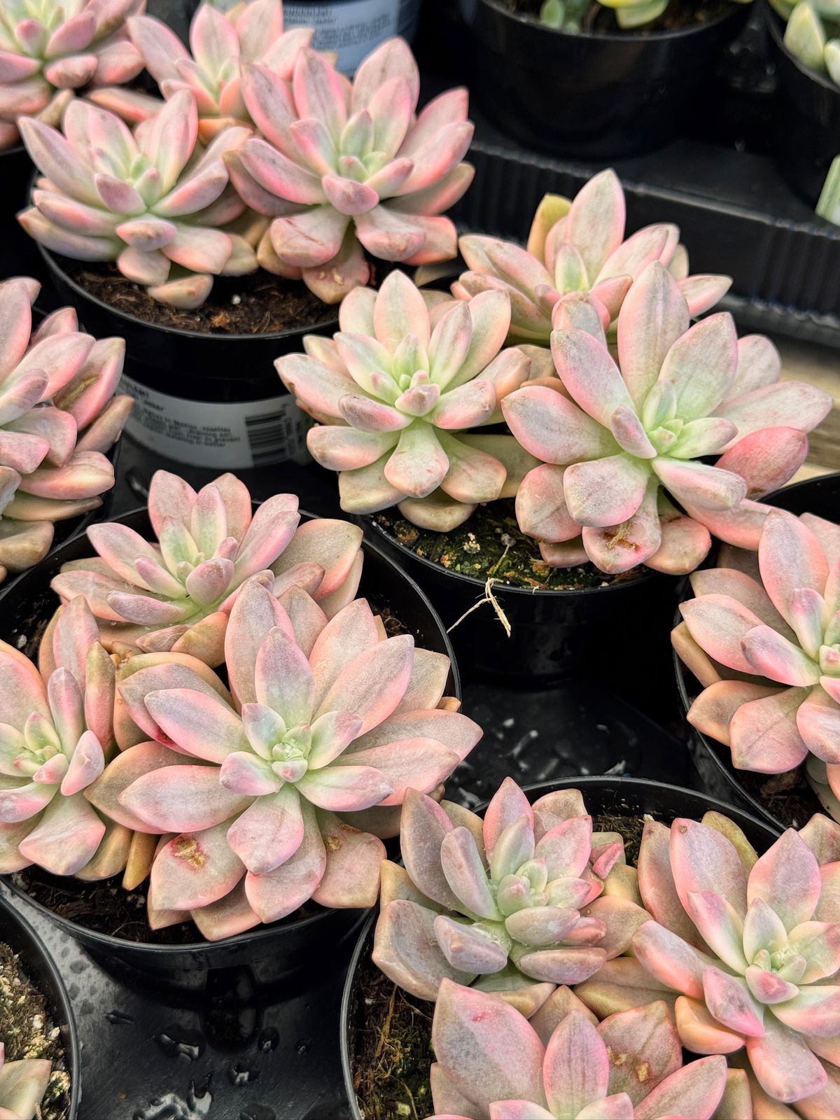 Graptopetalum joker cluster