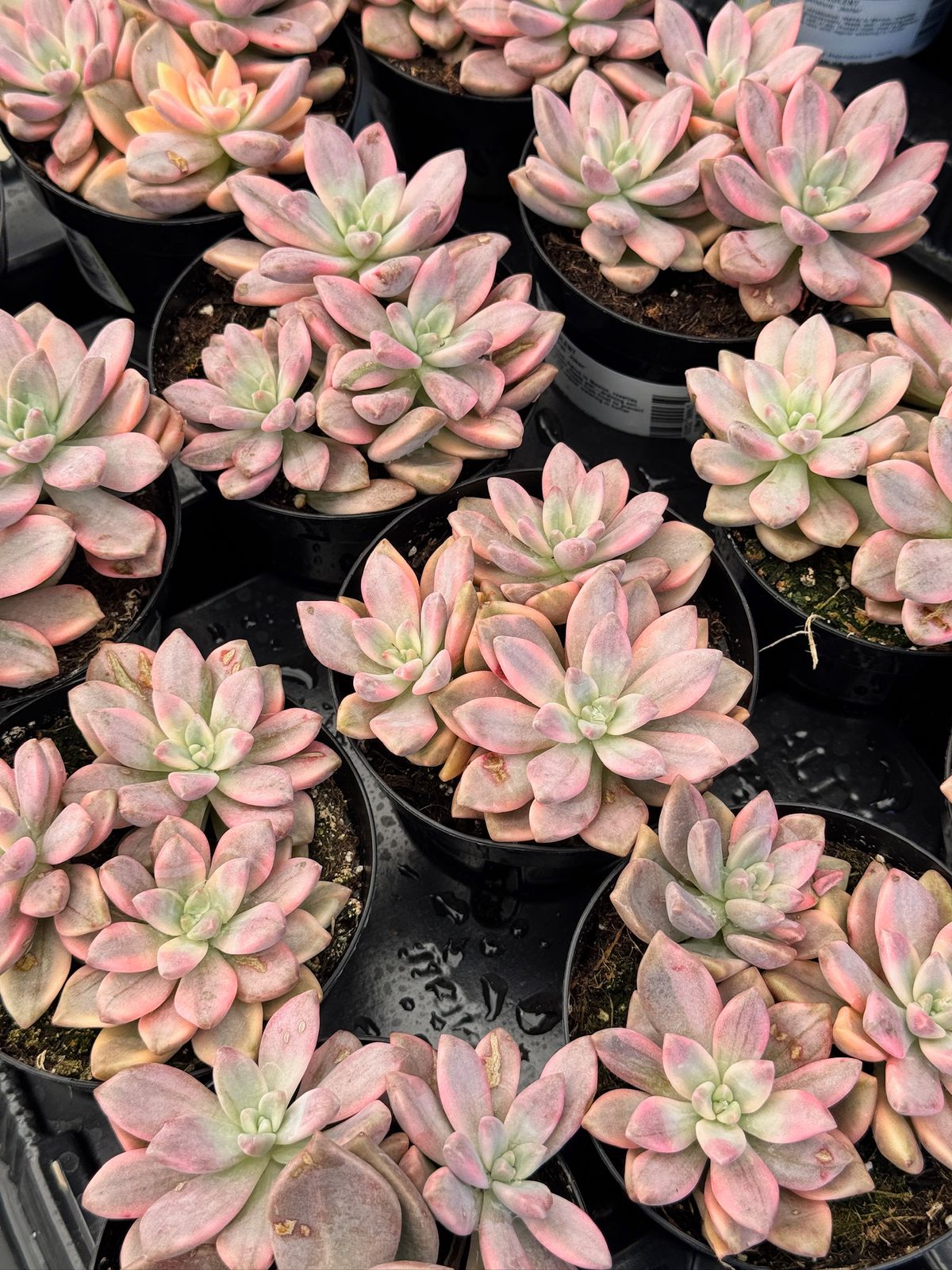 Graptopetalum joker cluster