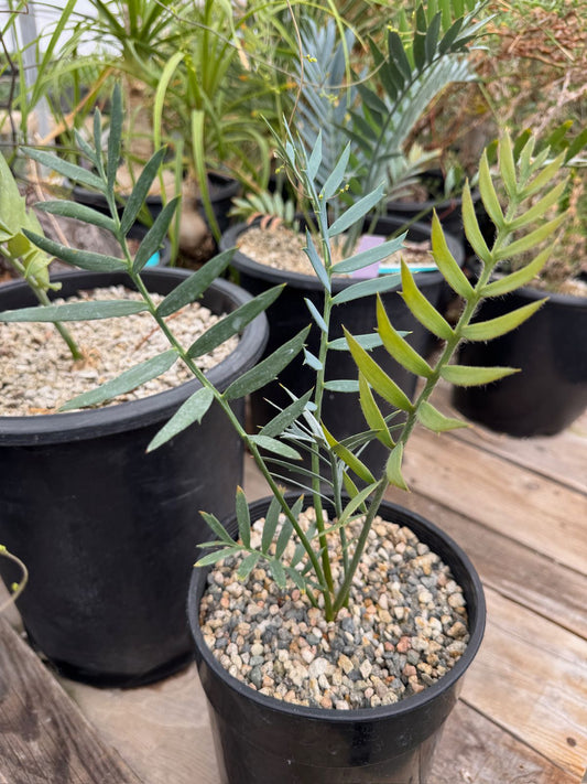 Encephalartos longfolius x horridus