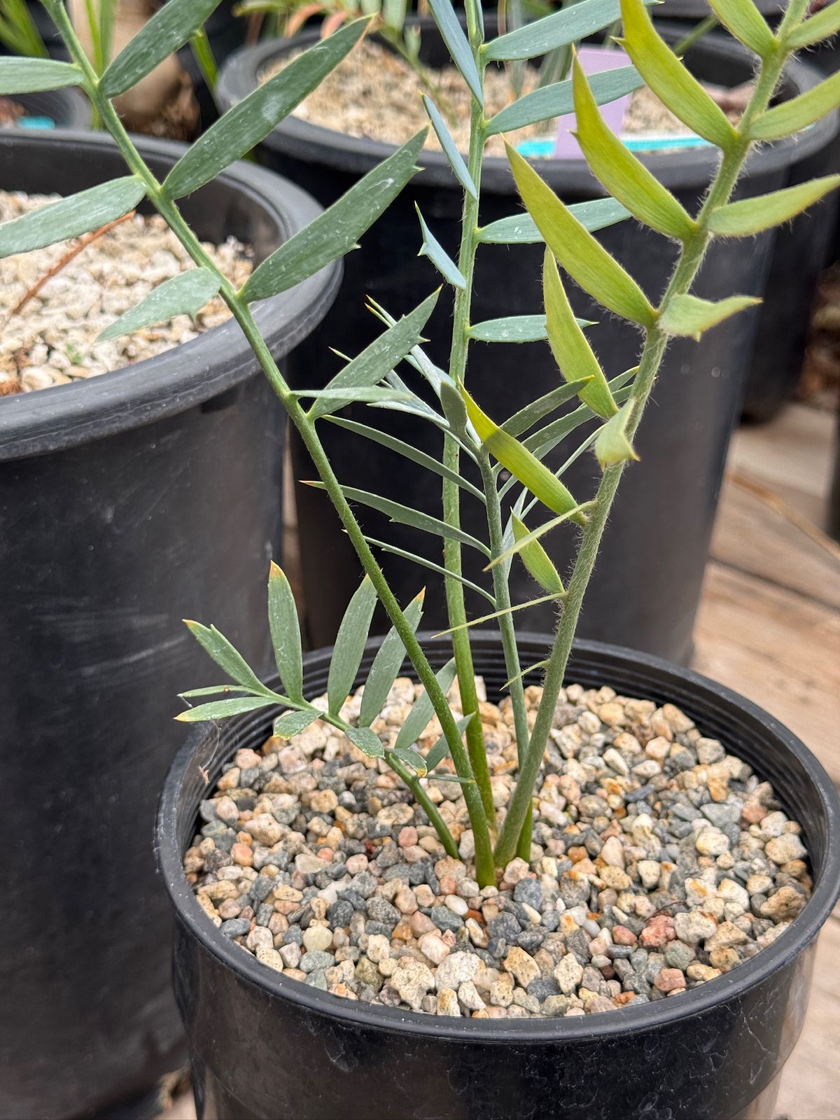 Encephalartos longfolius x horridus