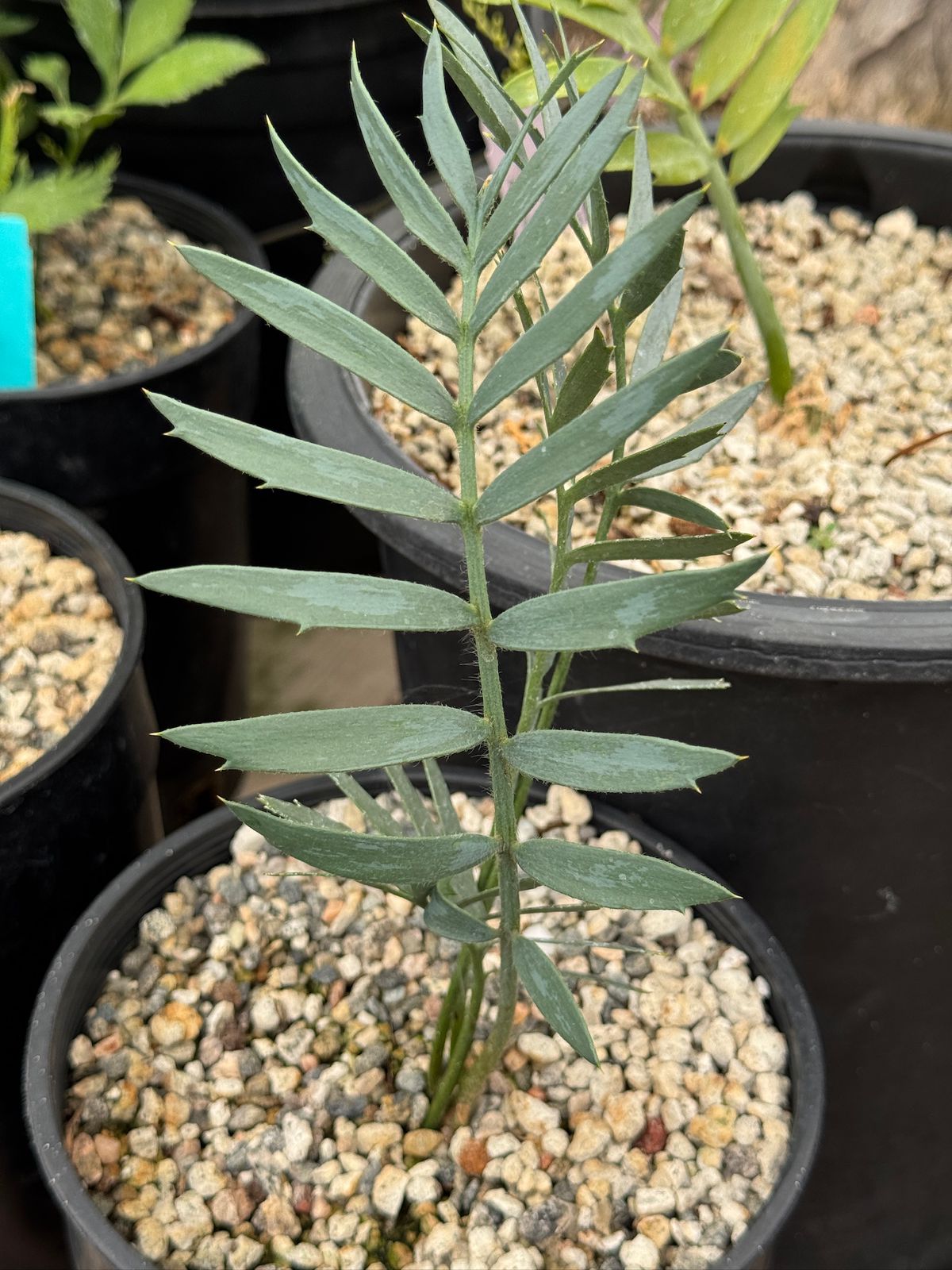 Encephalartos longfolius x horridus