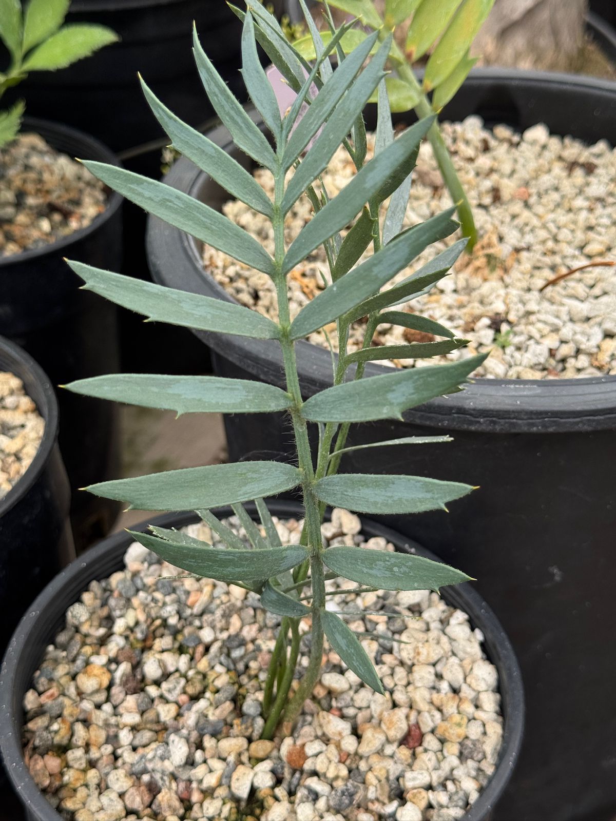 Encephalartos longfolius x horridus