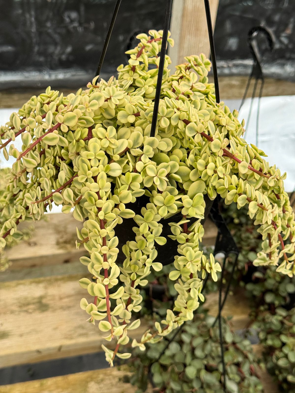 Portulacaria afra sunkissed