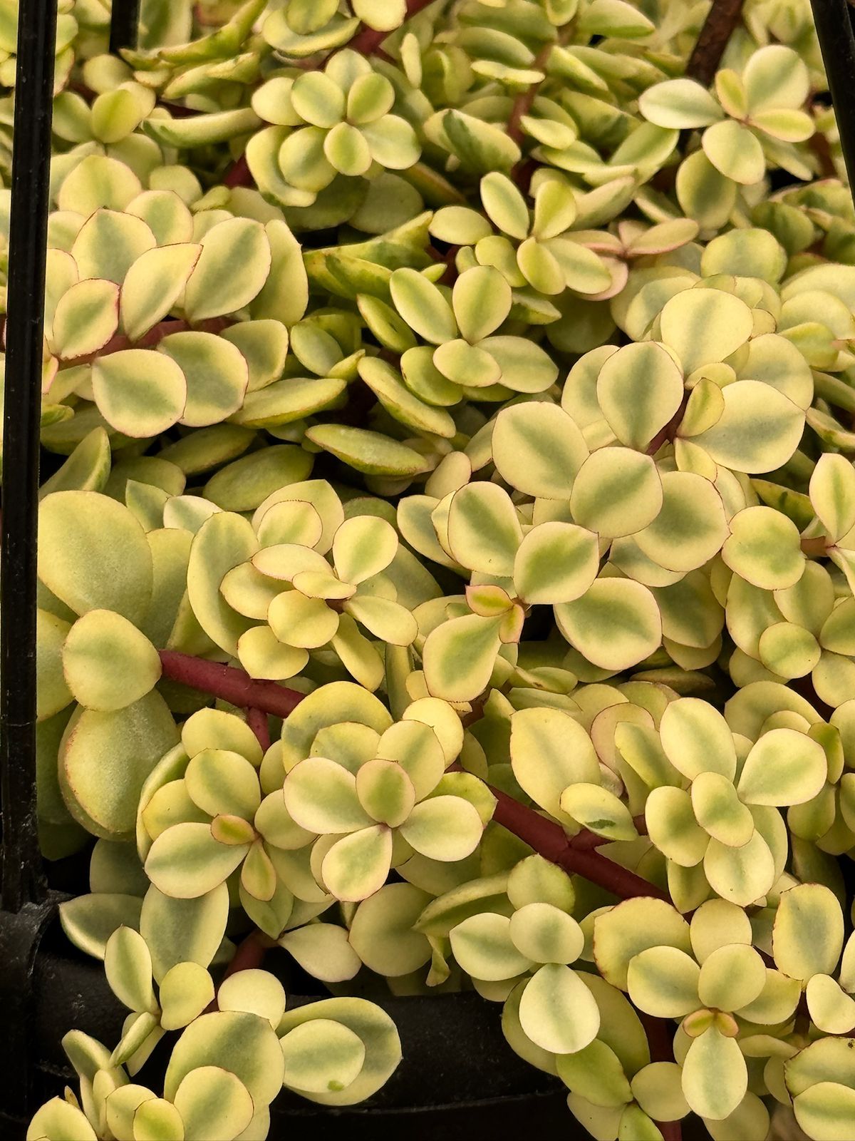 Portulacaria afra sunkissed