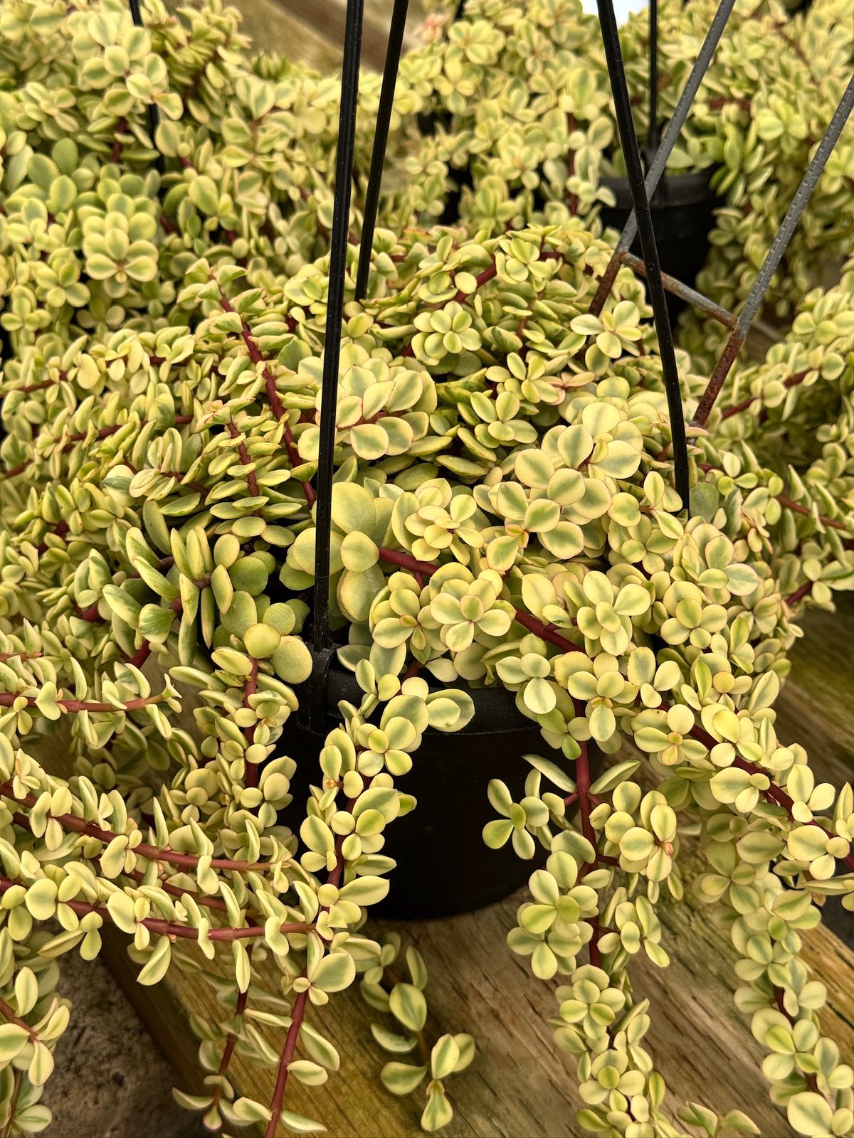 Portulacaria afra sunkissed