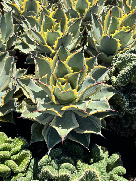Agave ovatifolia variegado jumbo