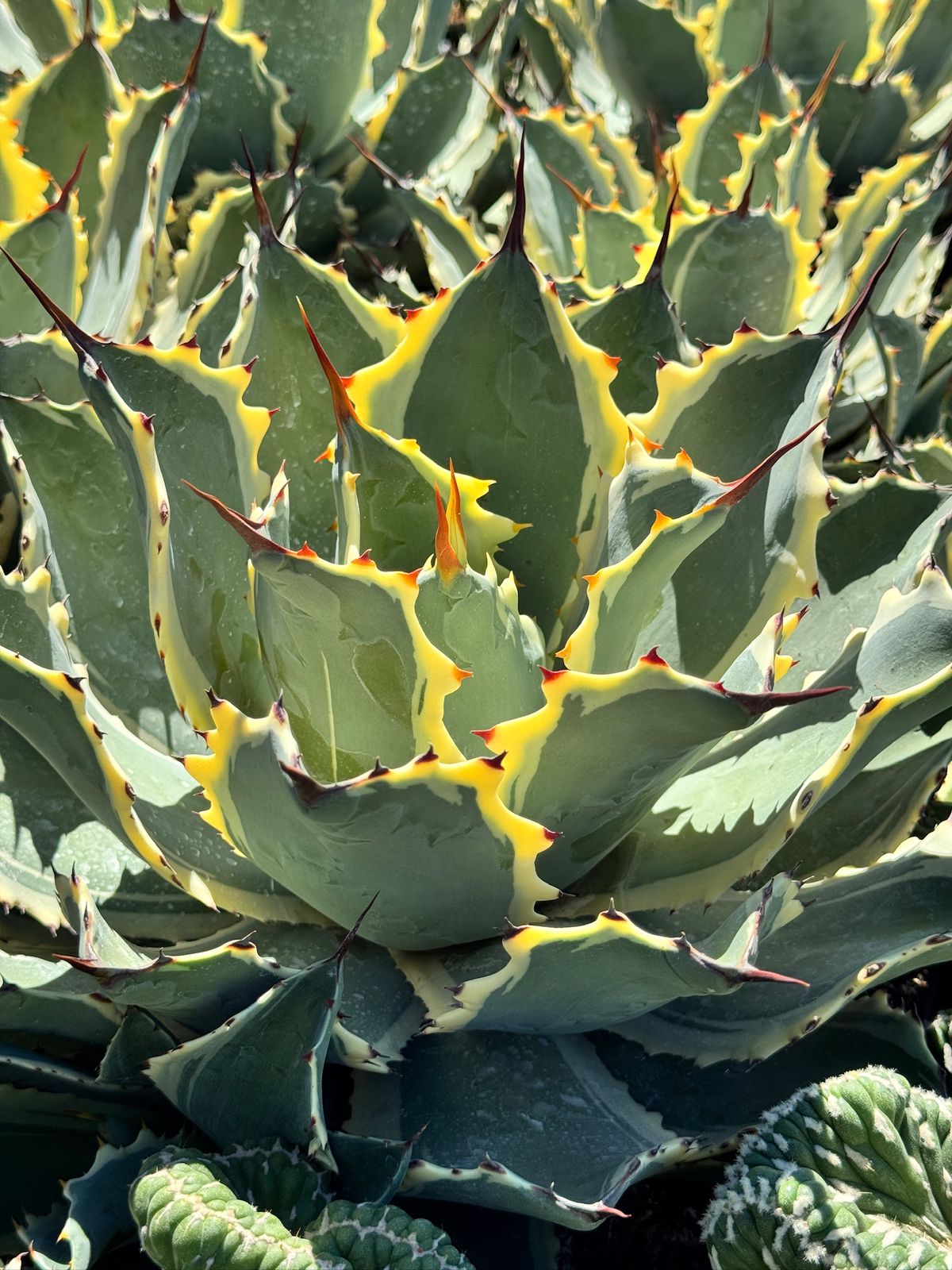 Agave ovatifolia variegado jumbo