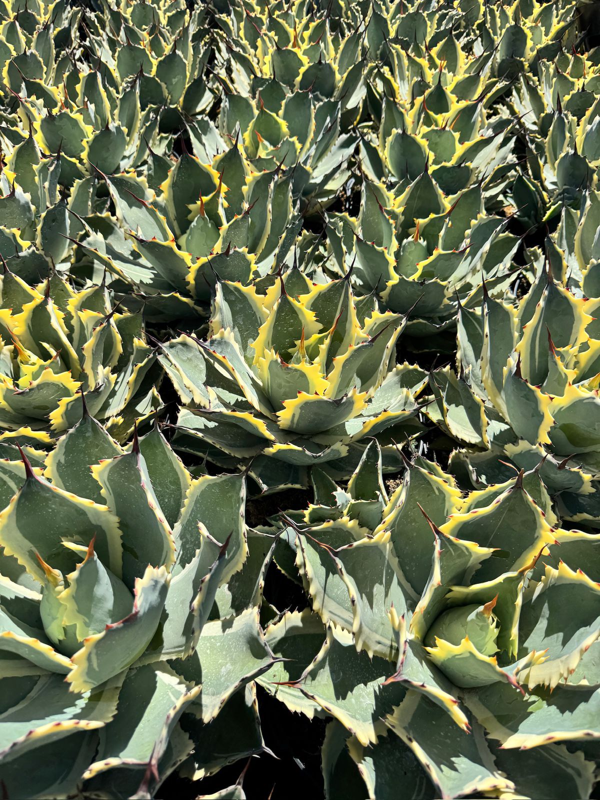 Agave ovatifolia variegado jumbo