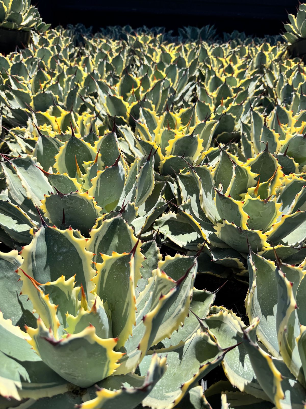 Agave ovatifolia variegado jumbo