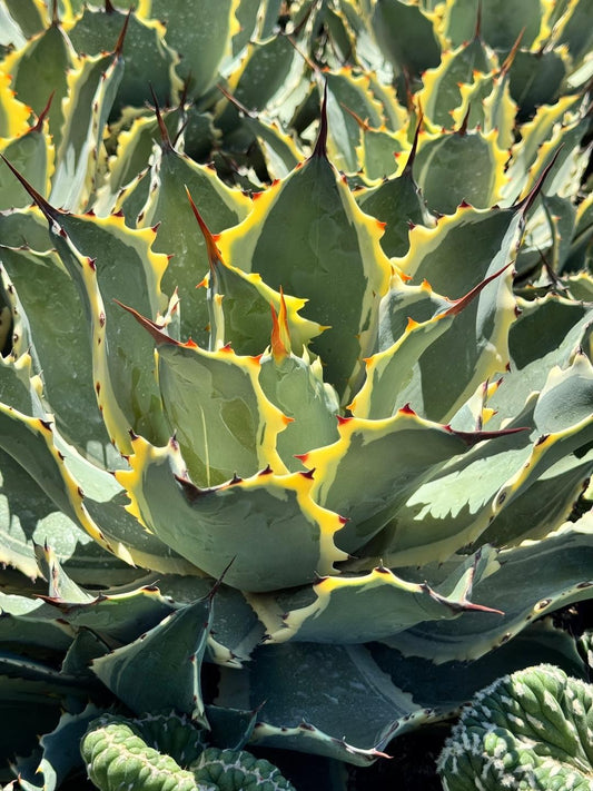 Agave ovatifolia variegado jumbo