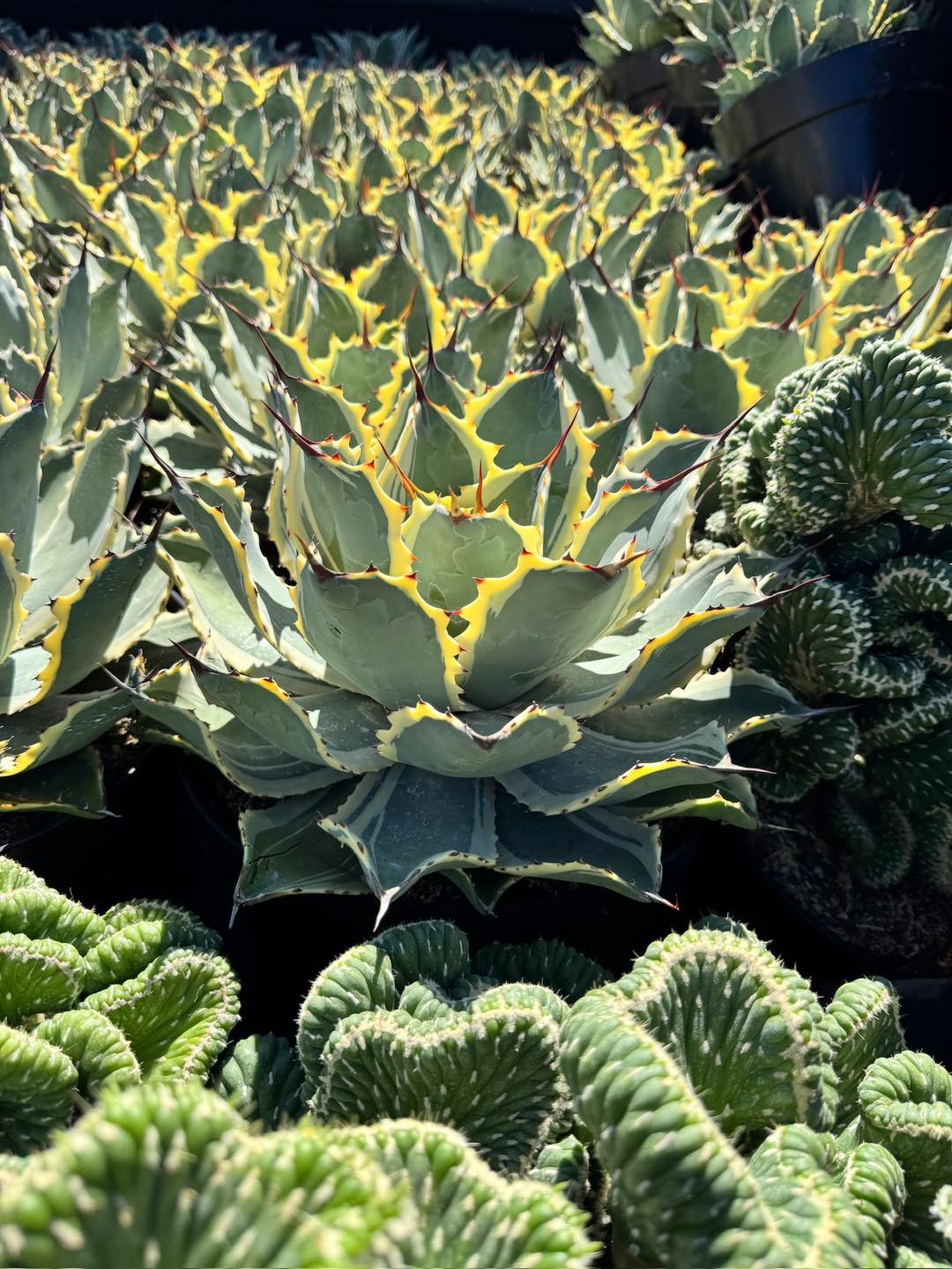 Agave ovatifolia variegado jumbo