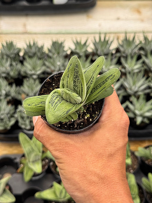 Gasteria ‘little Warty’