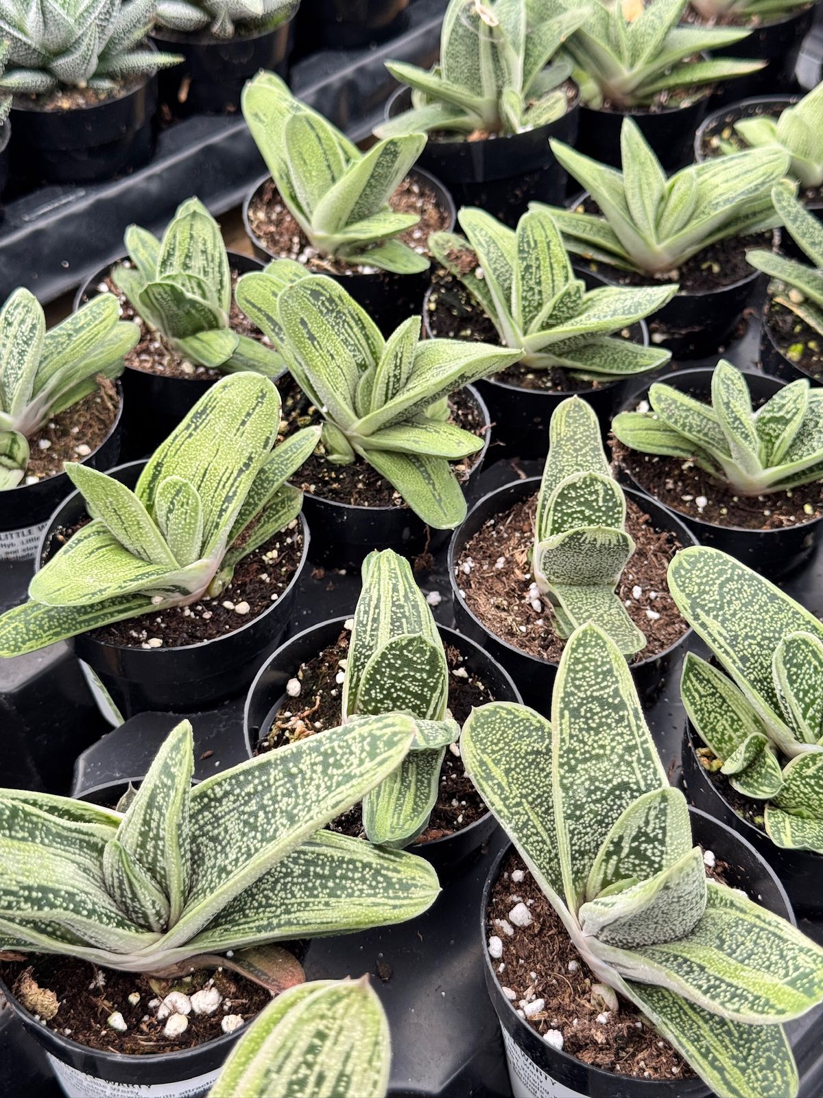 Gasteria ‘little Warty’