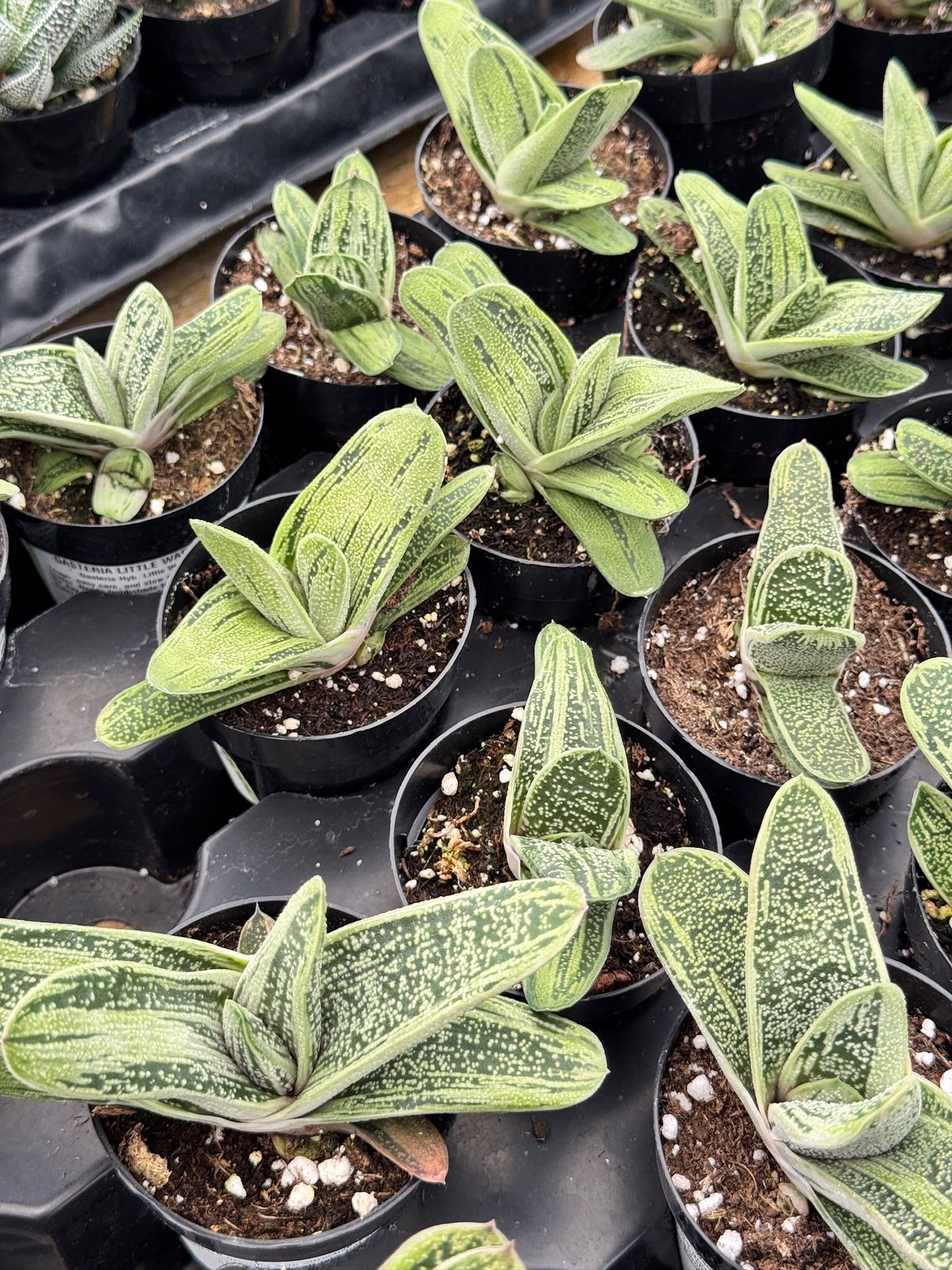 Gasteria ‘little Warty’