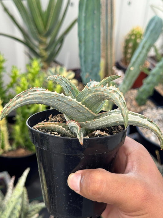 Aloe ajr variegado