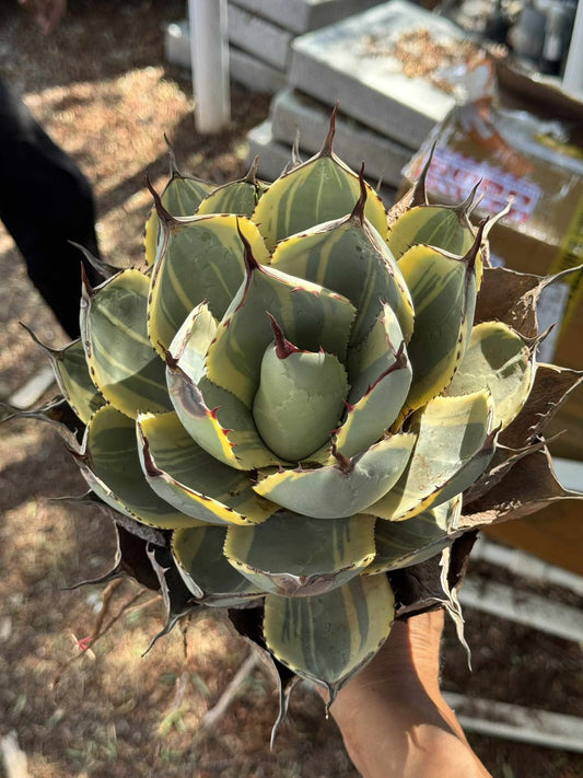 Agave parryi truncata variegado