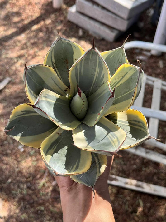 Agave parryi truncata variegado
