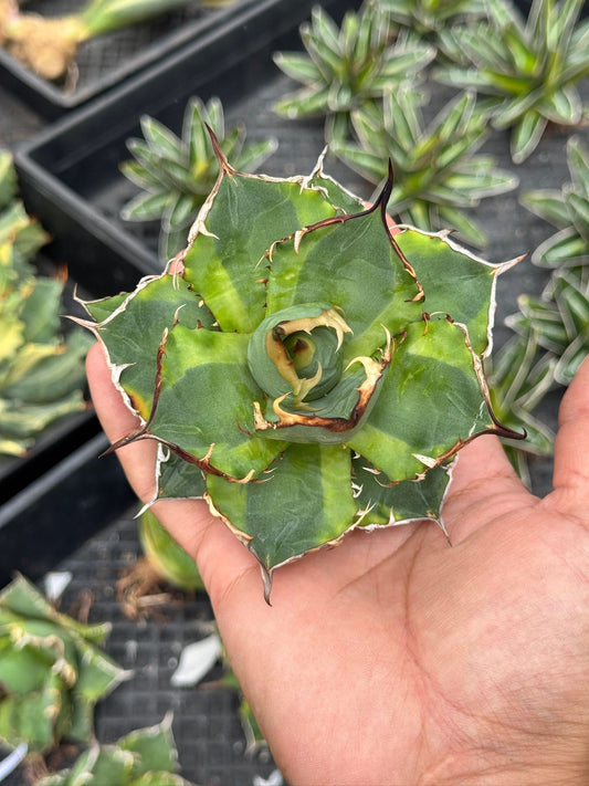 Agave banana peel