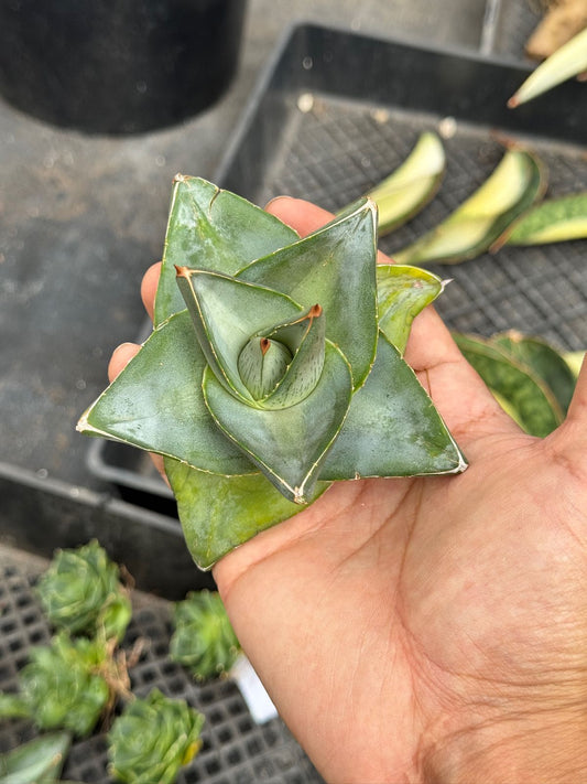 Agave Pumila