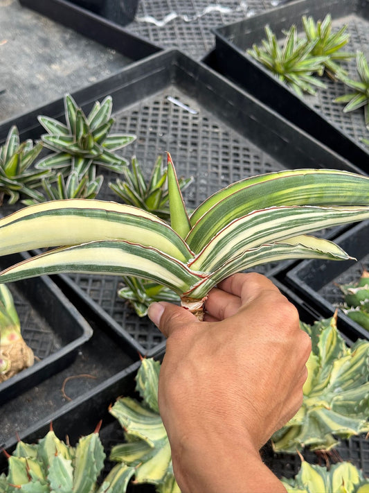Sansevieria robusta