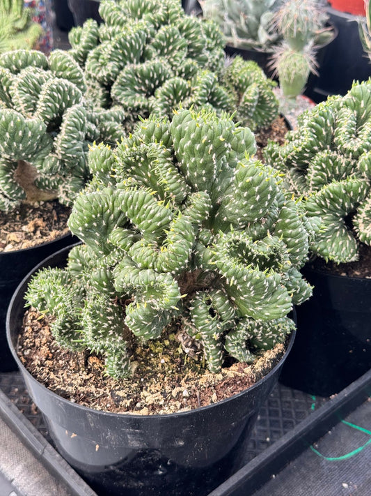 Opuntia cylindrica crestada
