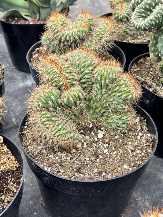 Stenocereus hollianus cristata