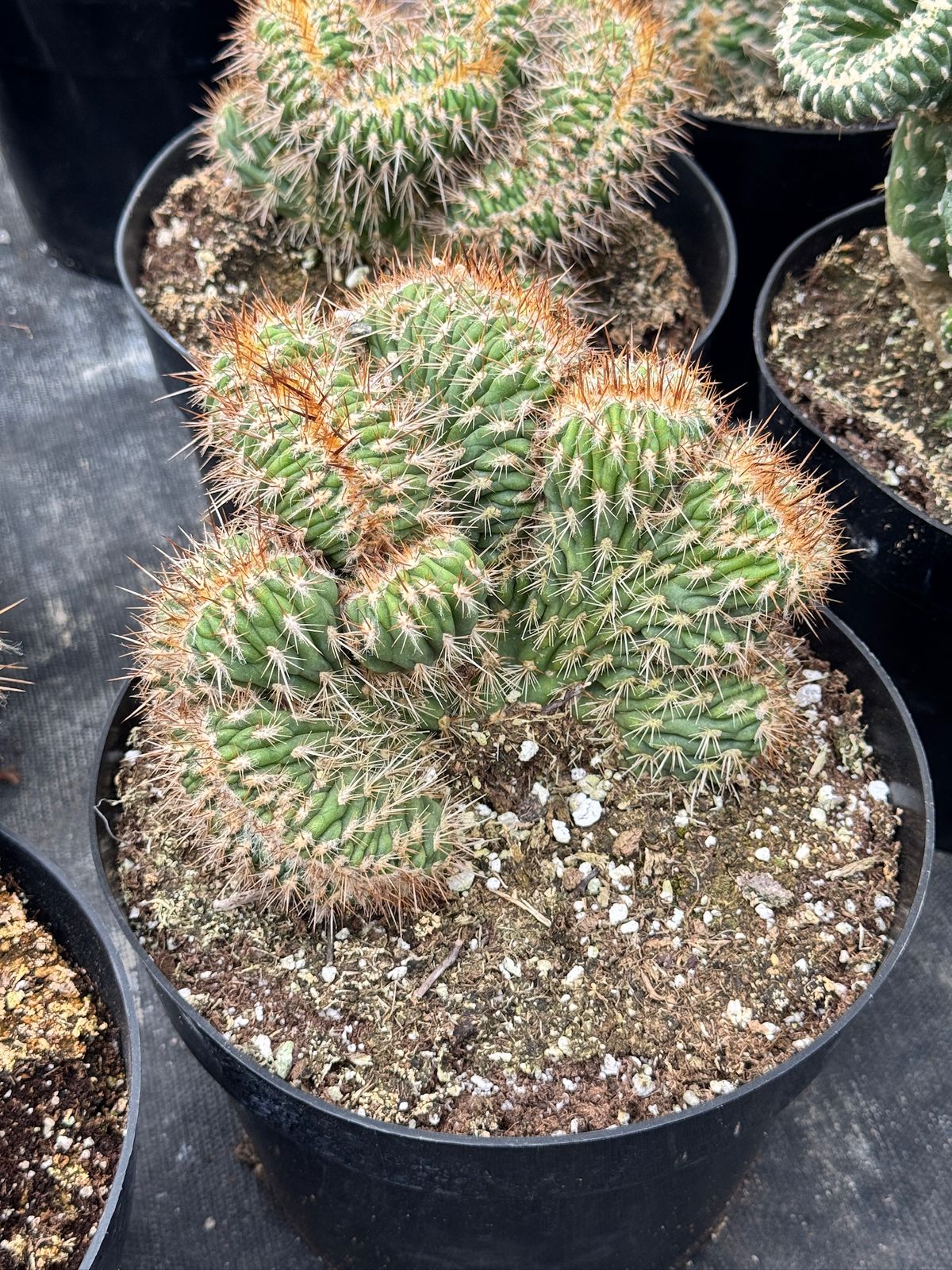 Stenocereus hollianus cristata