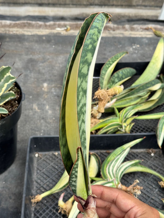 Sansevierias Moon chica