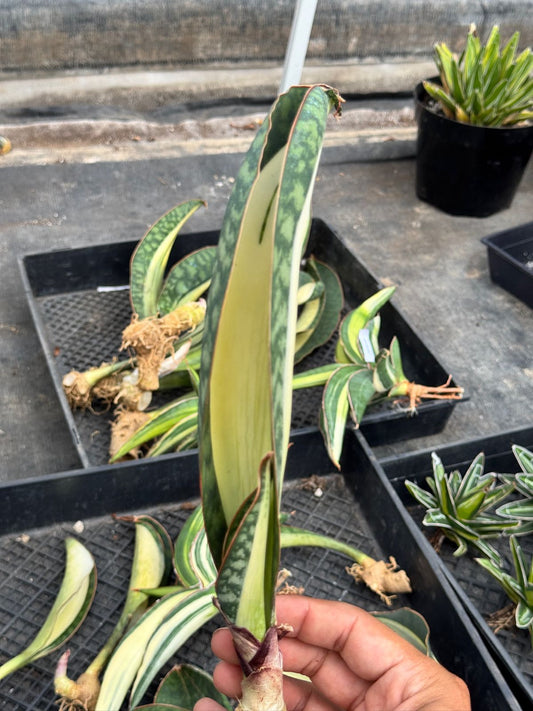 Sansevierias Moon grande