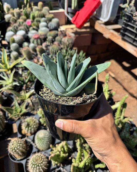Aloe plicatilis compacto