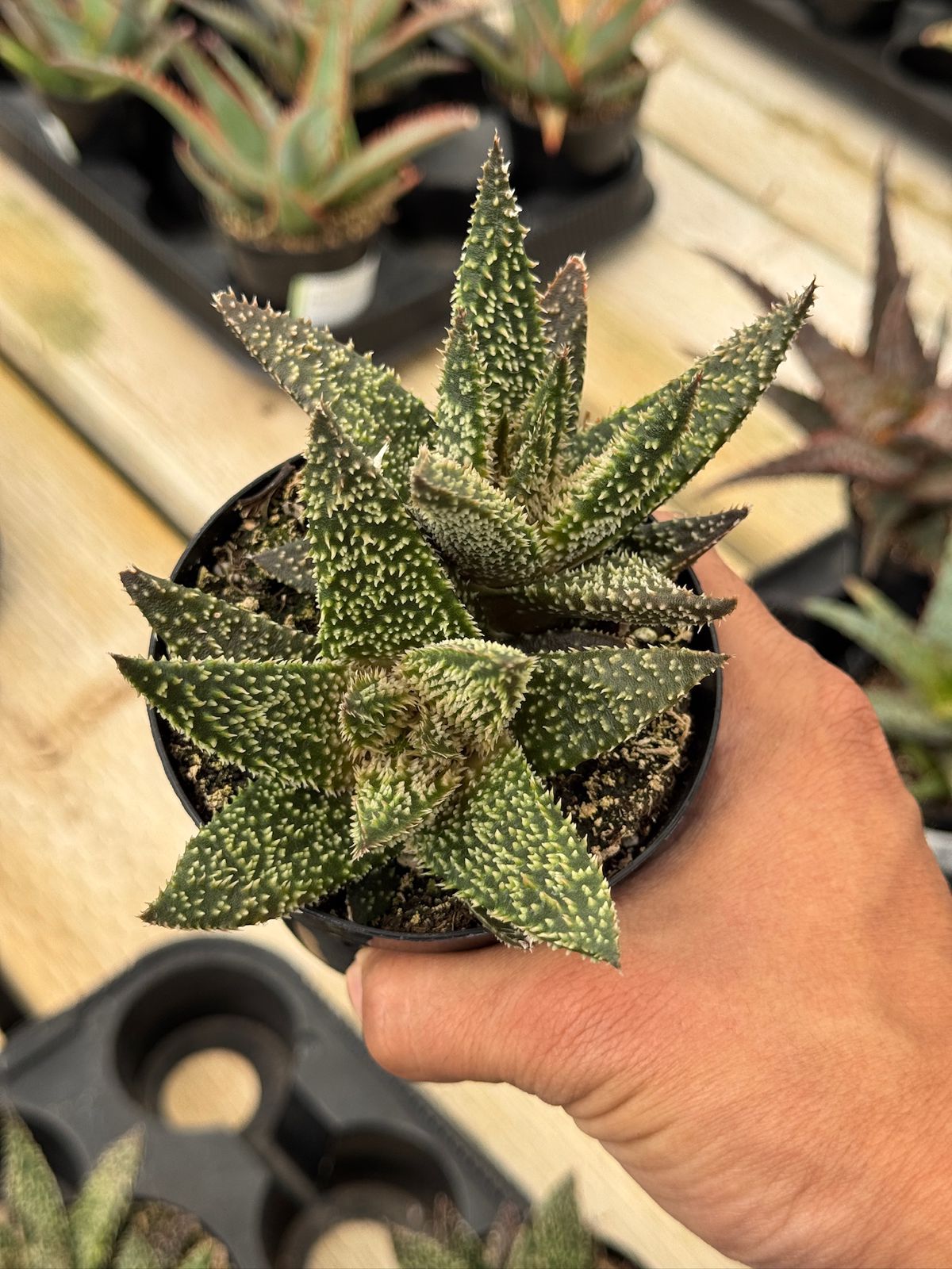 Aloe tarántula
