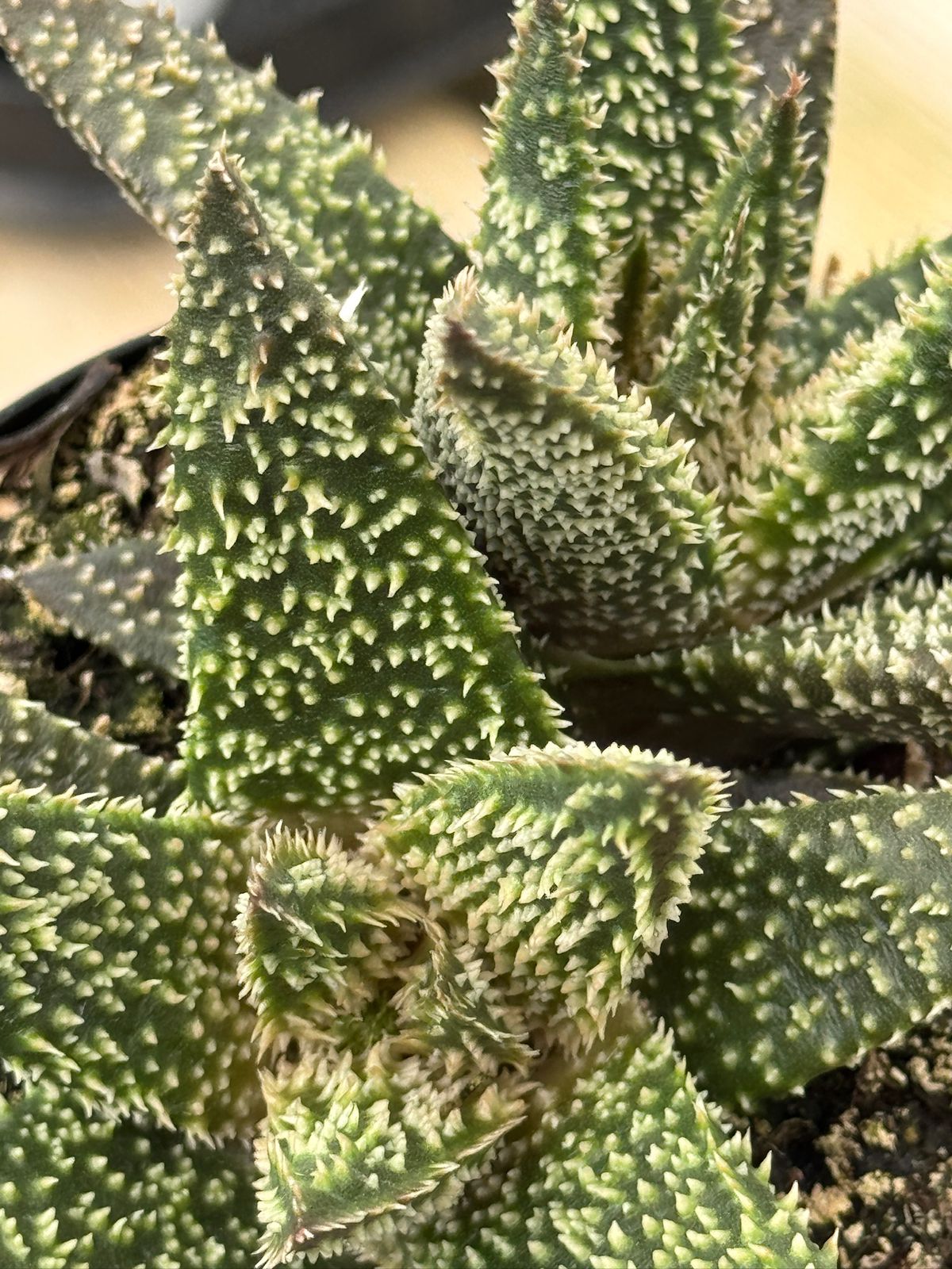 Aloe tarántula
