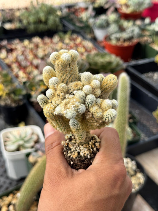 Mammillaria elongata ‘golden nugget’