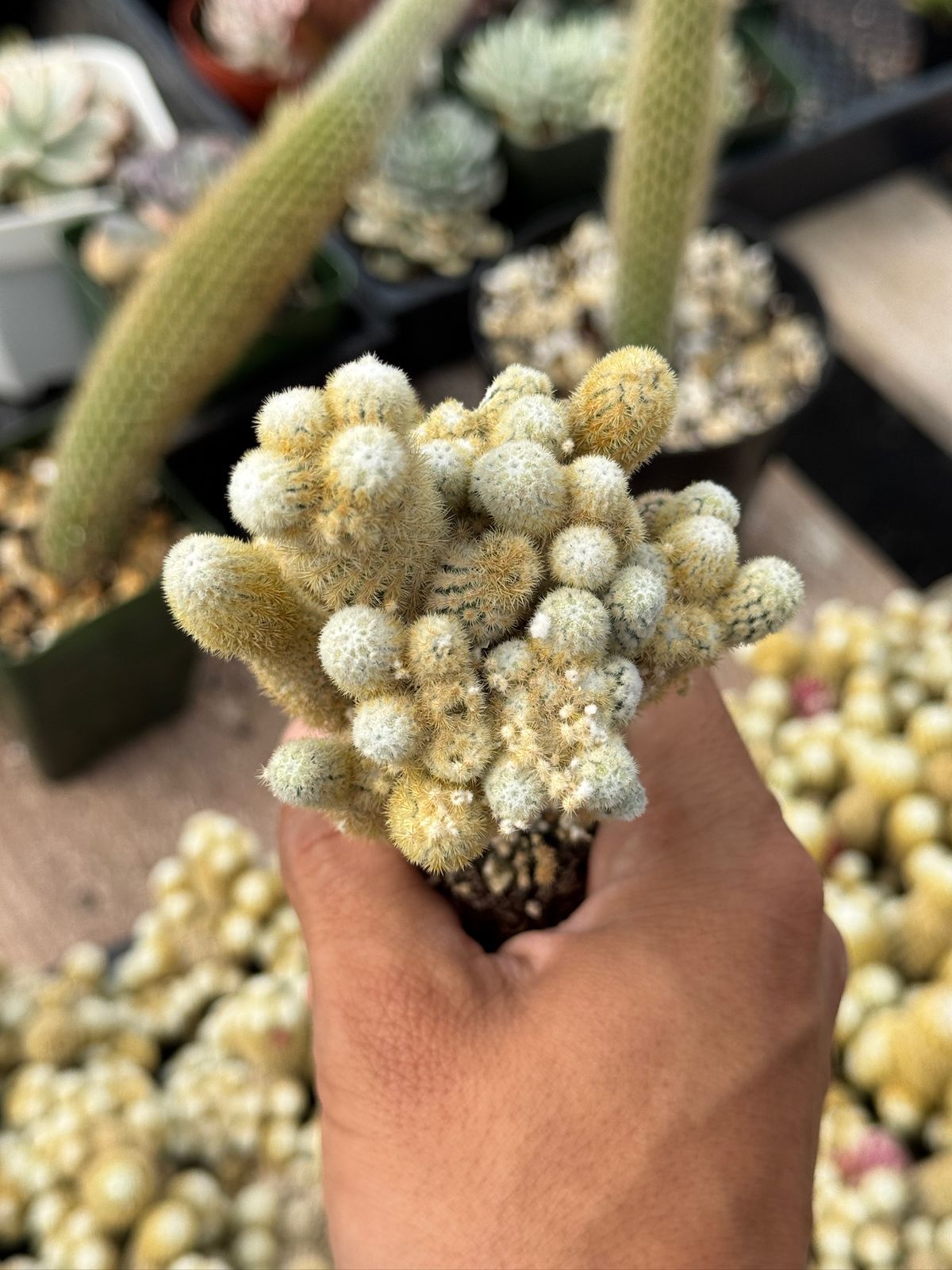 Mammillaria elongata ‘golden nugget’