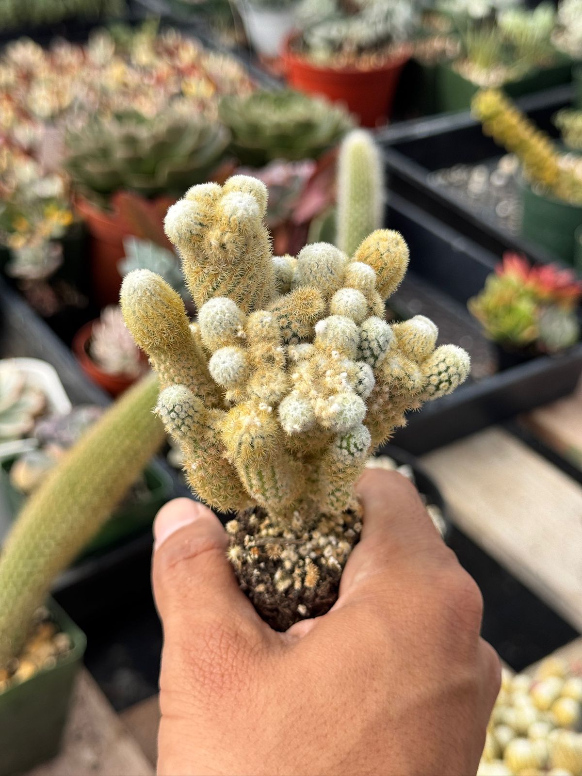 Mammillaria elongata ‘golden nugget’