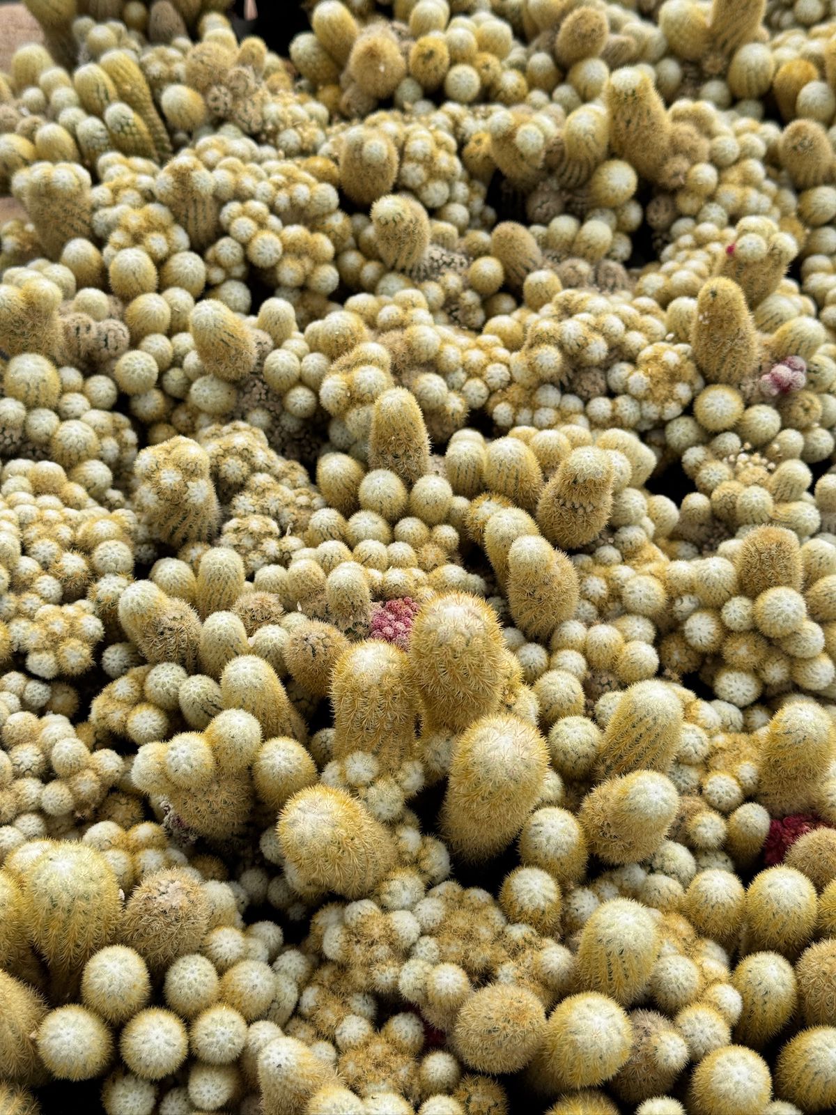 Mammillaria elongata ‘golden nugget’