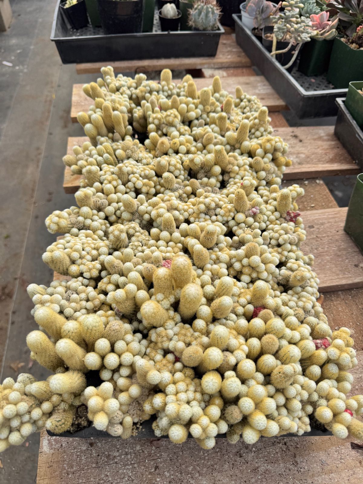 Mammillaria elongata ‘golden nugget’