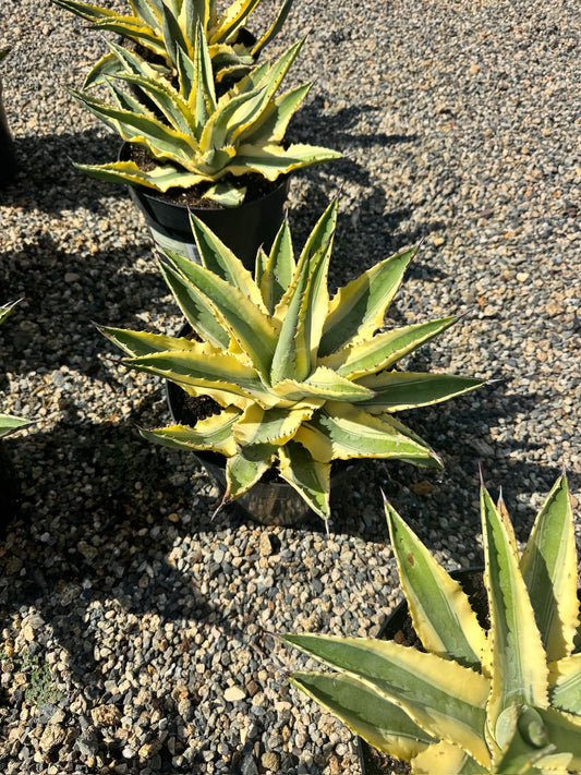Agave cornelius starlight 8”
