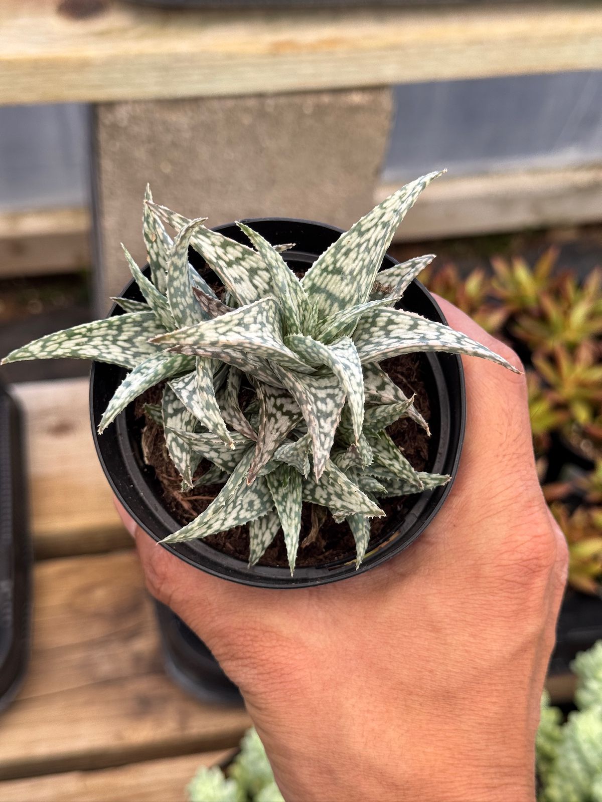 Aloe blizzard