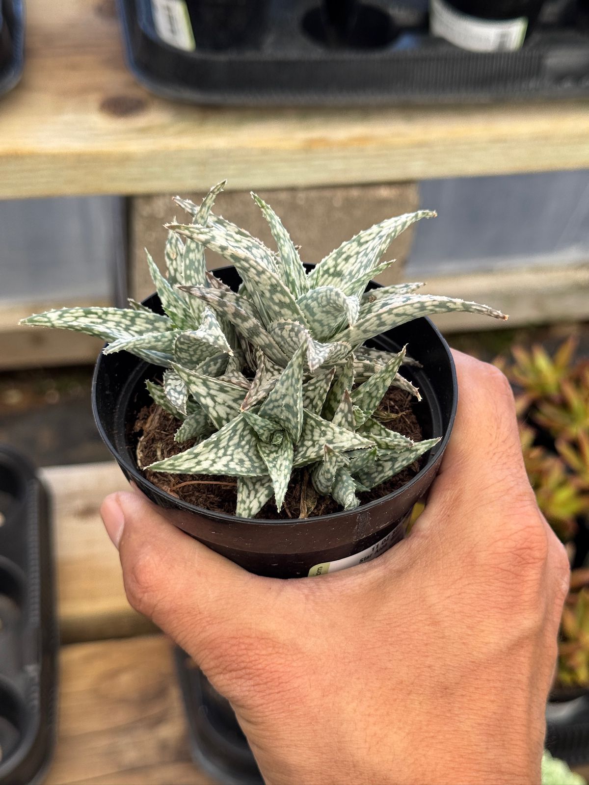 Aloe blizzard