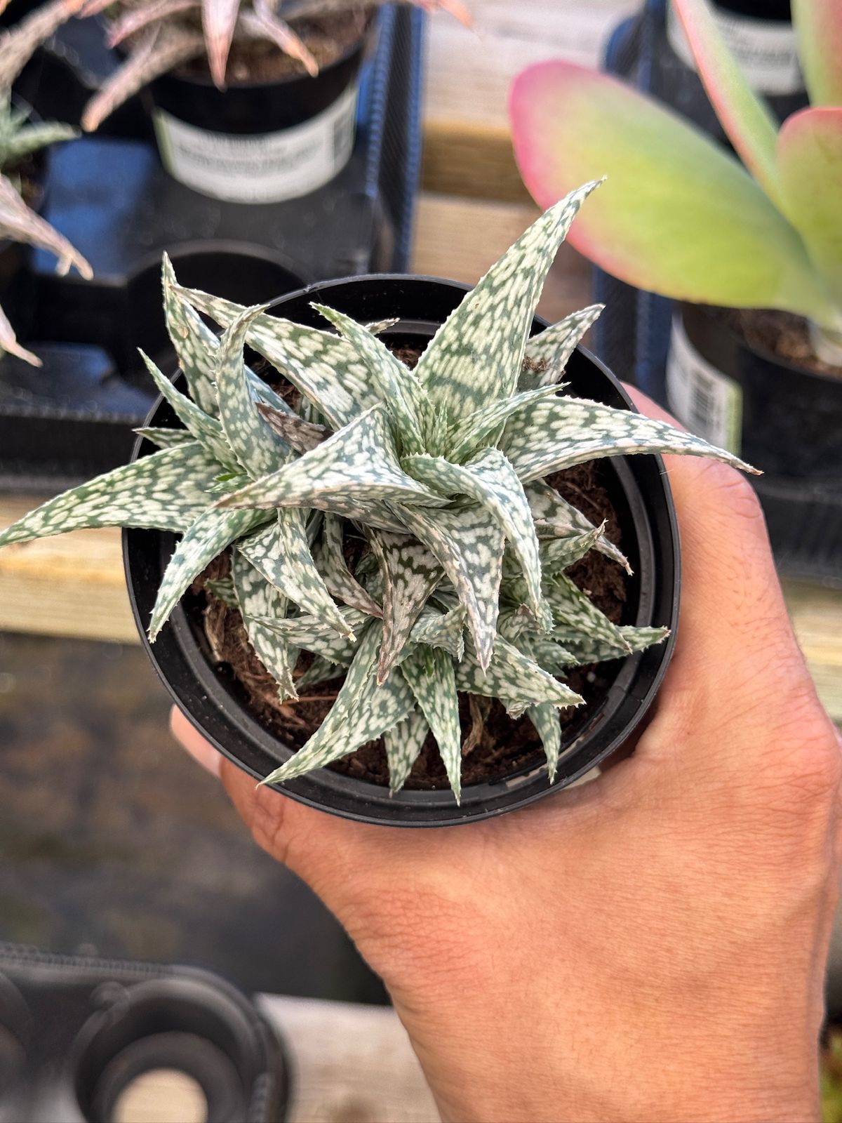 Aloe blizzard