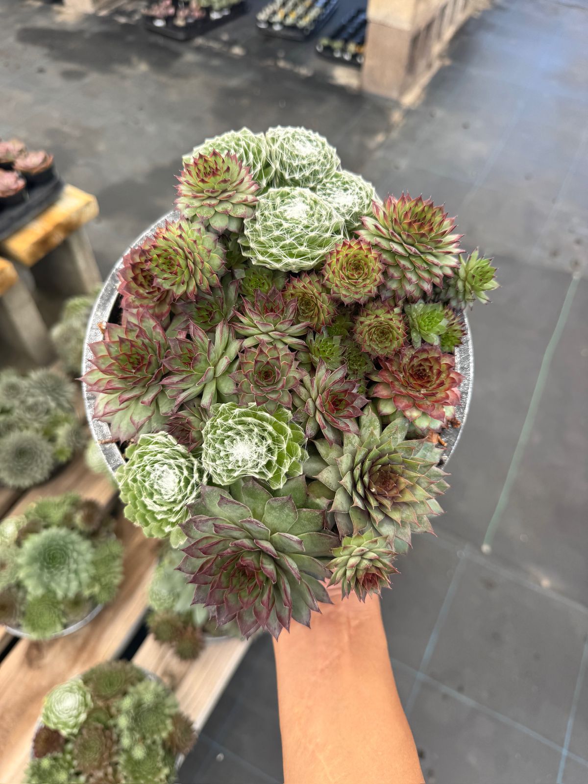 Maceta de sempervivum mix 8”