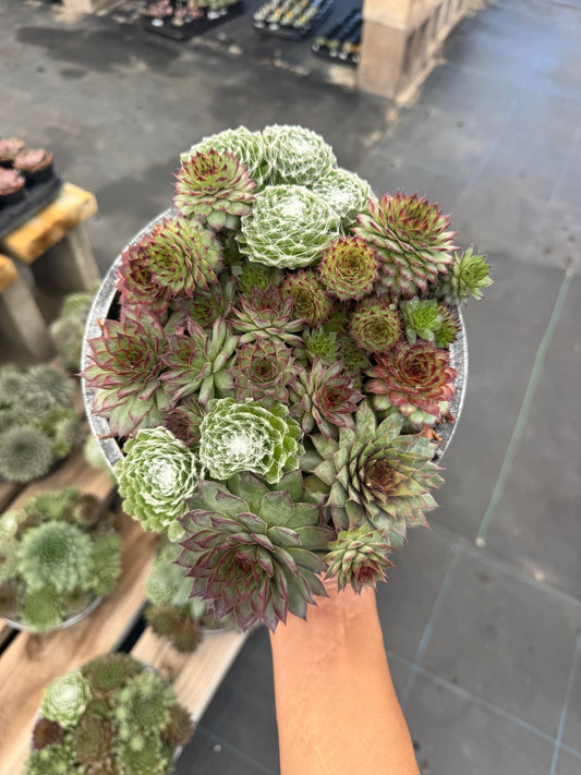 Maceta de sempervivum mix 8”