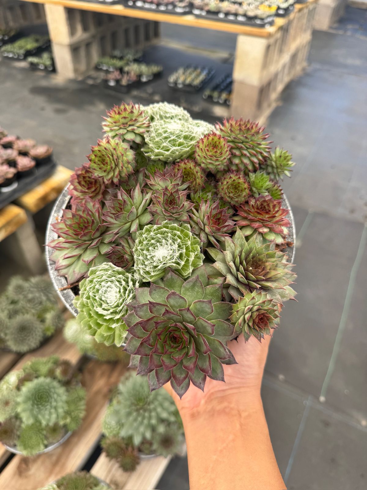 Maceta de sempervivum mix 8”