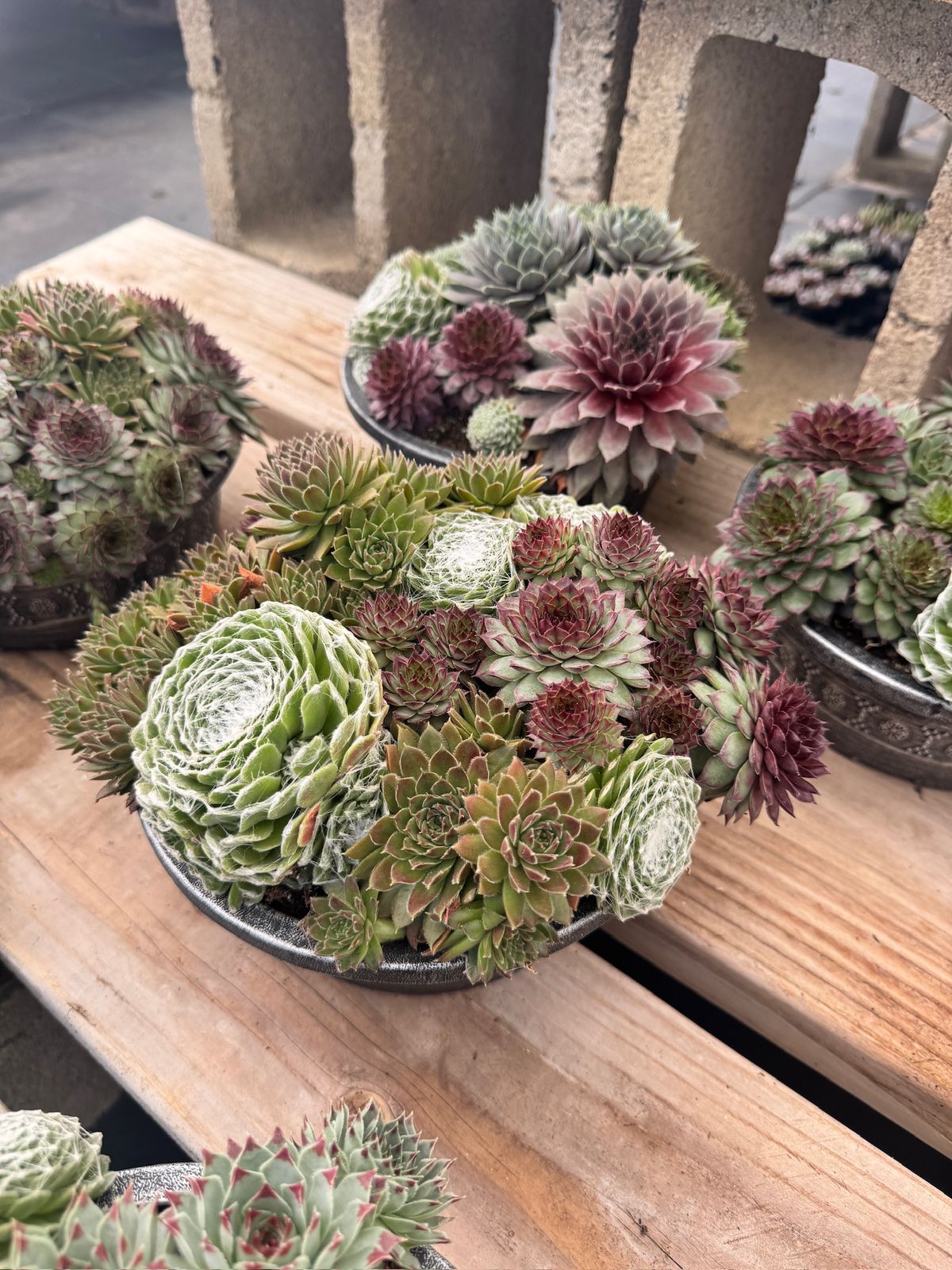 Maceta de sempervivum mix 8”