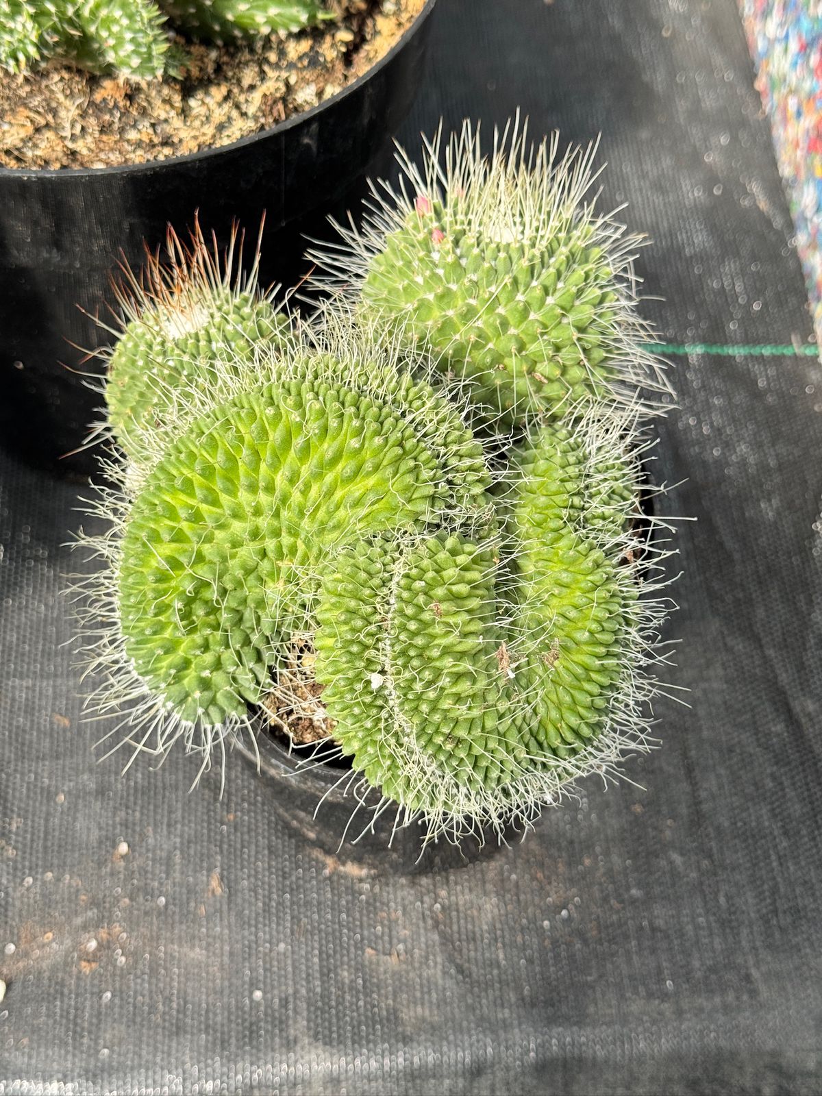 Mammillaria spinosissima 'Un Pico’ crestada
