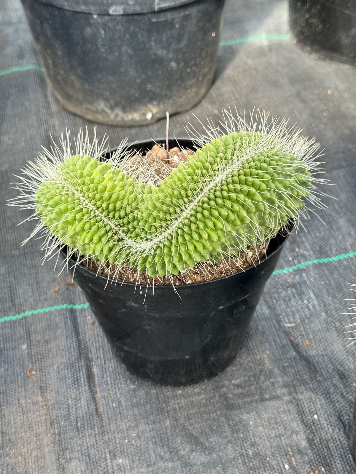 Mammillaria spinosissima 'Un Pico’ crestada