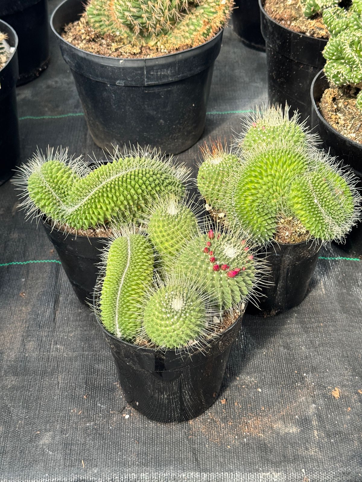 Mammillaria spinosissima 'Un Pico’ crestada