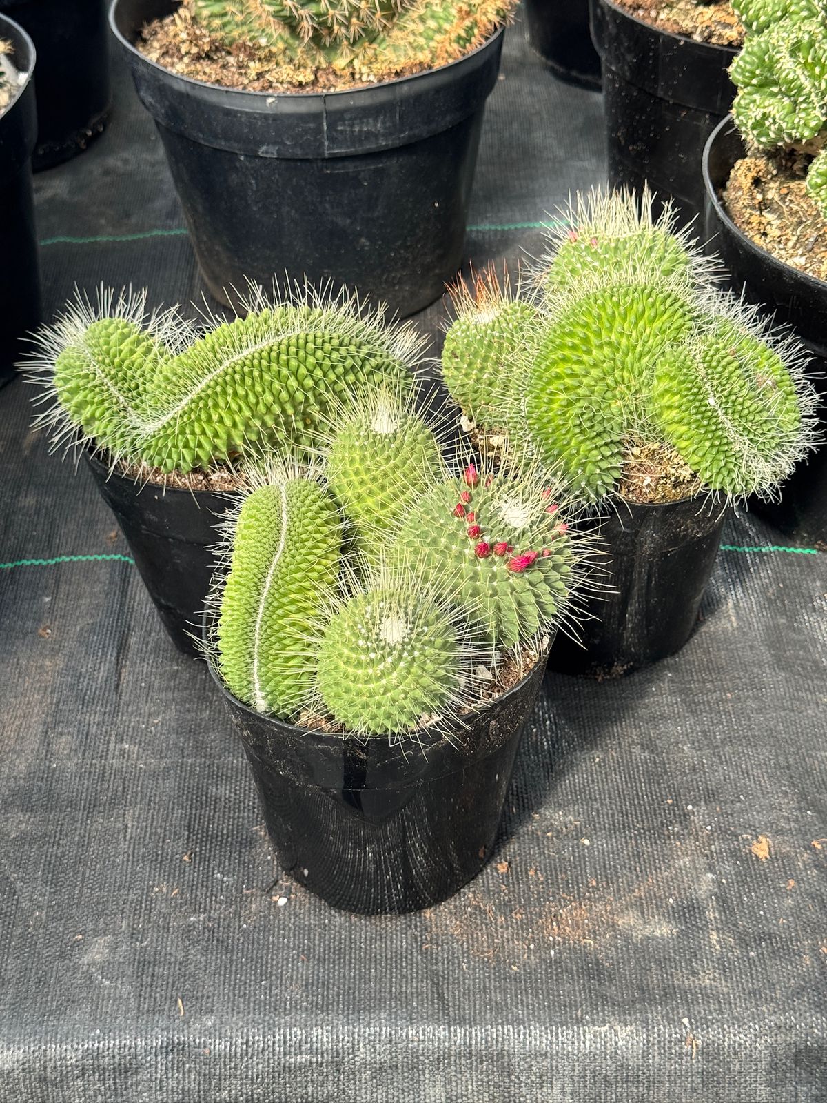 Mammillaria spinosissima 'Un Pico’ crestada