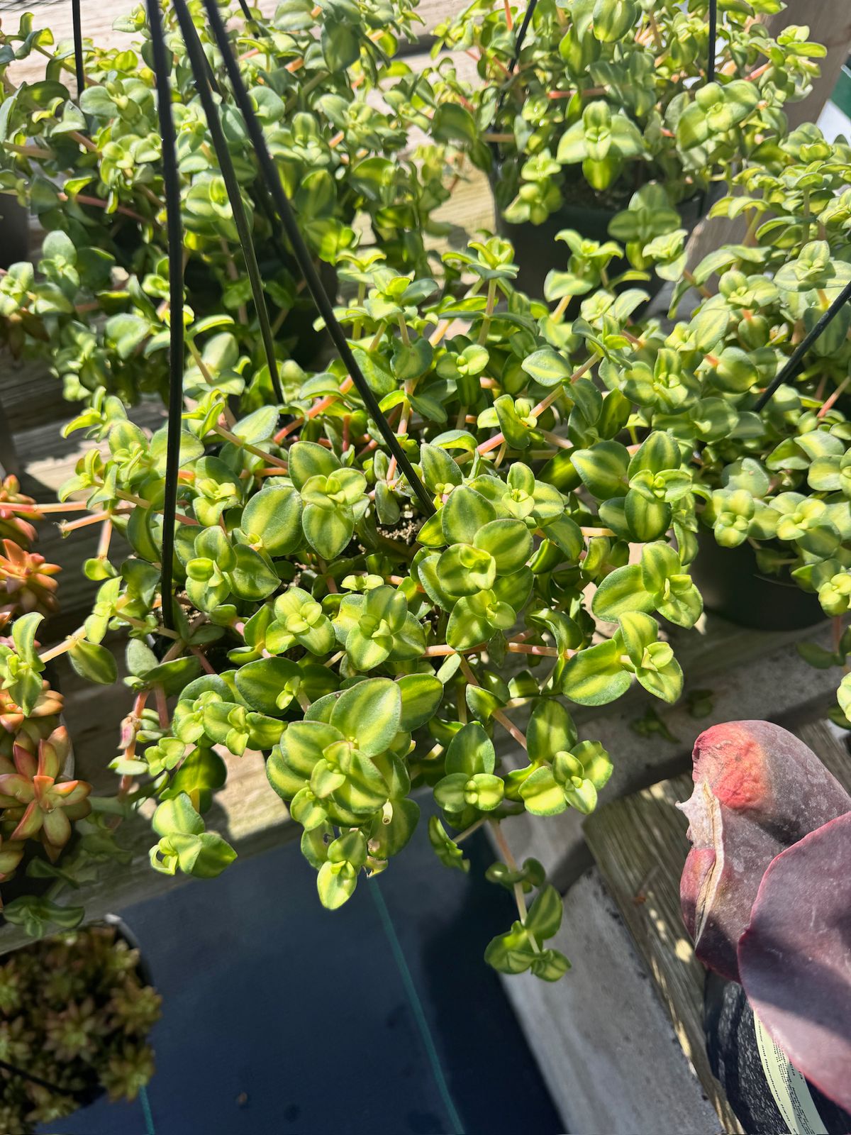 Crasulla marginalis citrus